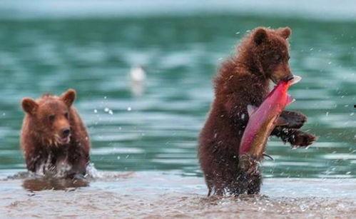 抱起小熊就跑的吃瓜视频,吃瓜群众见证惊险一幕