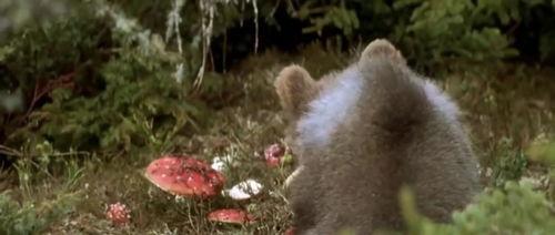 抱起小熊就跑的吃瓜视频,吃瓜群众见证惊险一幕