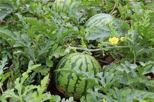 小院吃瓜聊天视频,一场别开生面的吃瓜聊天视频盛宴