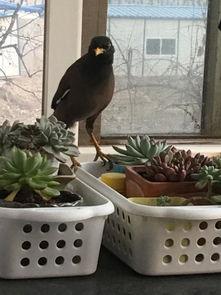 砍瓜能拌着鸟吃吗视频,砍瓜与鸟共舞的美食探险