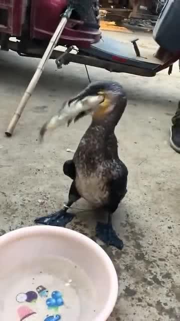 砍瓜能拌着鸟吃吗视频,砍瓜与鸟共舞的美食探险