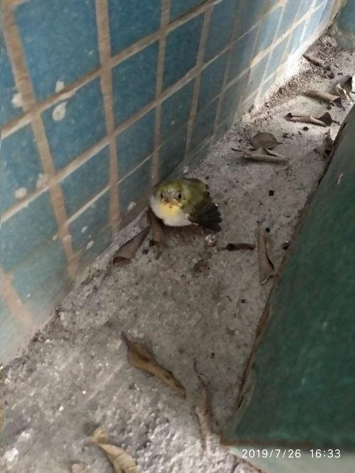 砍瓜能拌着鸟吃吗视频,砍瓜与鸟共舞的美食探险