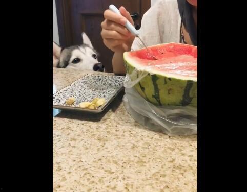 二哈主人吃瓜视频,萌宠视角下的欢乐时光