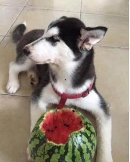 二哈主人吃瓜视频,萌宠视角下的欢乐时光