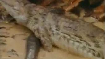 墨西哥吃瓜视频