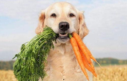 狗子爬树吃瓜视频播放,萌态十足引网友热议