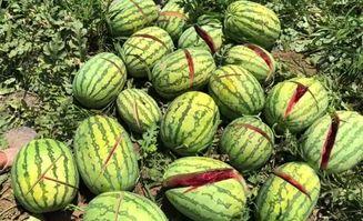 安溪最新吃瓜新闻报道视频,揭秘网络热传视频背后的惊人真相