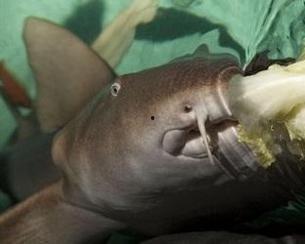 鲨鱼视频吃瓜图片,揭秘吃瓜群众的狂欢现场