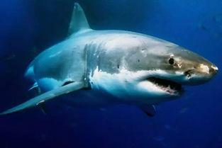 鲨鱼视频吃瓜图片,揭秘吃瓜群众的狂欢现场