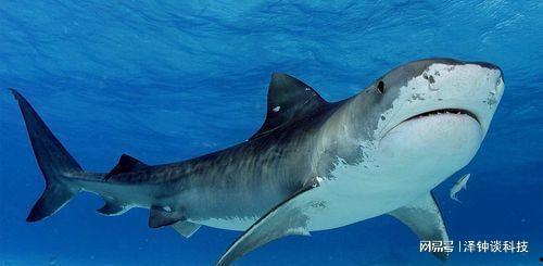 鲨鱼视频吃瓜图片,揭秘吃瓜群众的狂欢现场