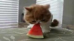 吃瓜搞笑动画片视频大全