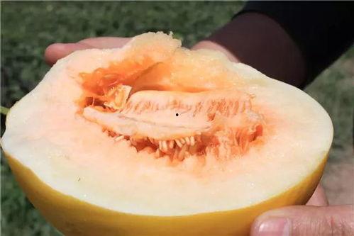白羊蜜瓜好吃吗怎么吃视频,视频教你如何品尝佳肴