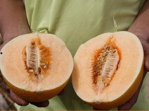 白羊蜜瓜好吃吗怎么吃视频,视频教你如何品尝佳肴