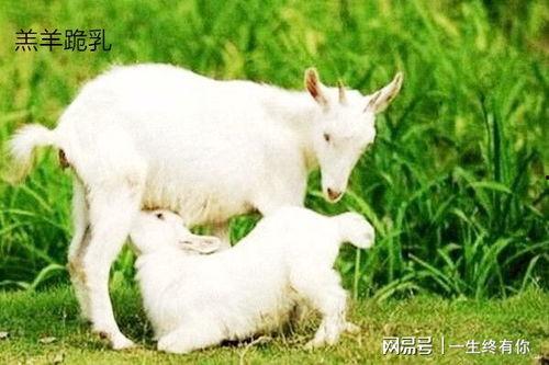 小羊吃瓜事件视频大全,萌宠瓜田欢乐时光大盘点