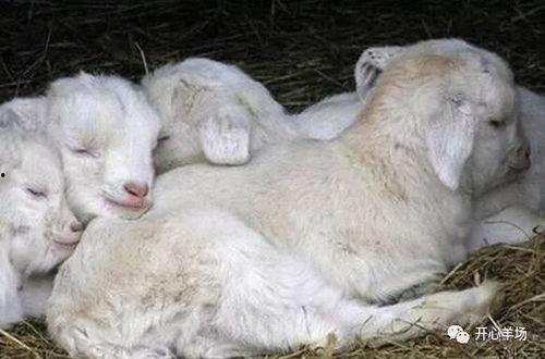 小羊吃瓜事件视频大全,萌宠瓜田欢乐时光大盘点