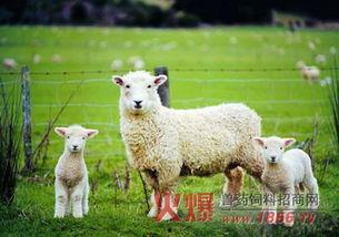 小羊吃瓜事件视频大全,萌宠瓜田欢乐时光大盘点