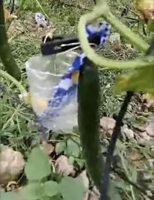 微山县吃瓜事件真相视频,揭秘真相背后的惊人内幕