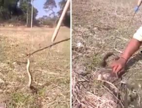 吃瓜男人和蛇的视频,揭秘惊悚一幕