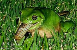 青蛙默默吃瓜视频,揭秘动物界的“八卦”时刻