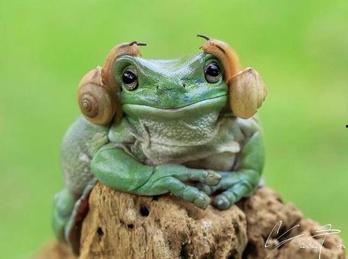 青蛙默默吃瓜视频,揭秘动物界的“八卦”时刻