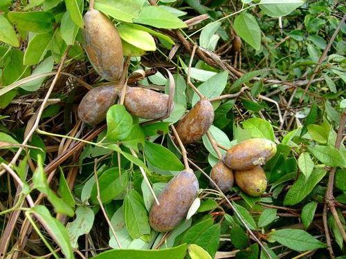 吃八月瓜视频完整版,视频完整版带你领略独特风味