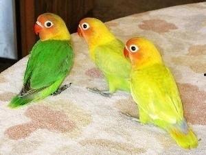 牡丹鹦鹉吃哈密瓜视频,萌态十足引网友热议