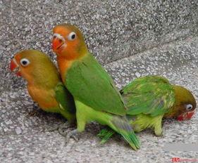 牡丹鹦鹉吃哈密瓜视频,萌态十足引网友热议