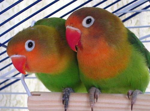 牡丹鹦鹉吃哈密瓜视频,萌态十足引网友热议