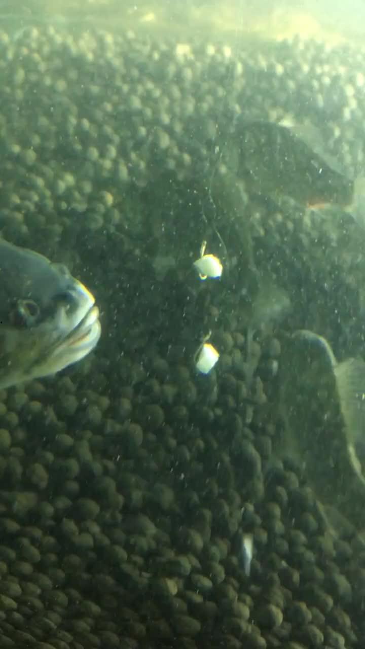 鱼会吃吊瓜吗视频教程