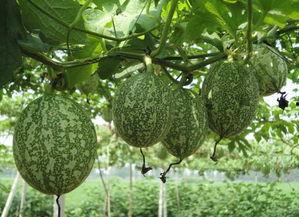 鱼会吃吊瓜吗视频教程