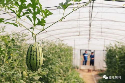 京城吃瓜视频,揭秘京城热点事件背后的故事