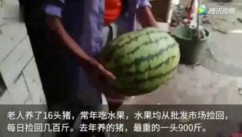 全是吃瓜视频,吃瓜视频背后的娱乐狂欢