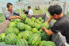 山东山东曹县吃瓜视频