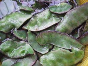 腌咸瓜怎么吃才好吃视频,美味腌瓜的多样吃法揭秘