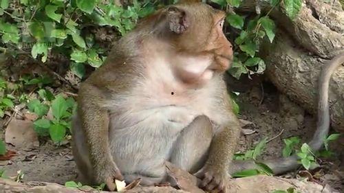 憨儿子吃瓜的声音视频,萌态十足引网友热议