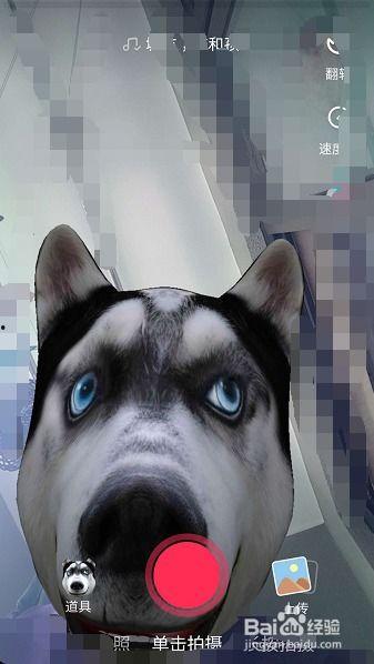 抖音狗头视频吃瓜,揭秘网络热梗背后的趣味与思考