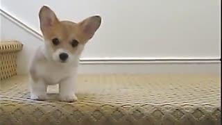 动物吃瓜吵架搞笑视频大全,动物吃瓜吵架欢乐无限