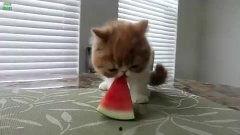 动物吃瓜吵架搞笑视频大全,动物吃瓜吵架欢乐无限