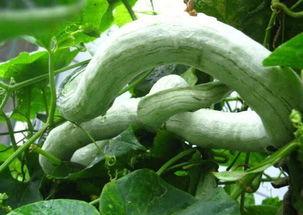 吃蛇瓜搞笑视频大全播放,搞笑视频盛宴，笑料横生！