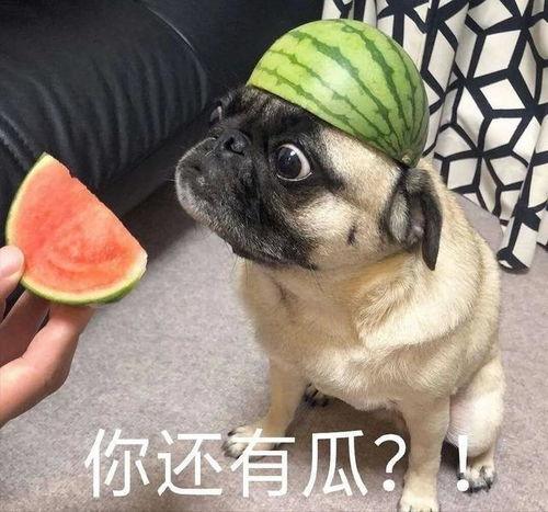 吃瓜韩婧格12个视频