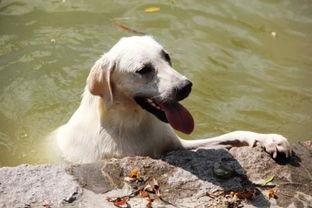 哈密瓜可以给狗吃嘛视频,狗狗的夏日美味小零食？