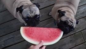 哈密瓜可以给狗吃嘛视频,狗狗的夏日美味小零食？