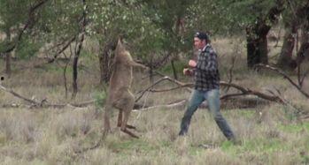 袋鼠打架吃瓜视频大全集,搞笑吃瓜视频大集合