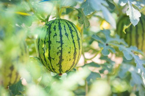 瓜柳种子怎么吃最好吃视频,视频教你最佳吃法