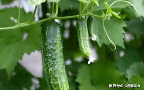 有关吃瓜视频的网站推荐,盘点各大平台精彩视频推荐