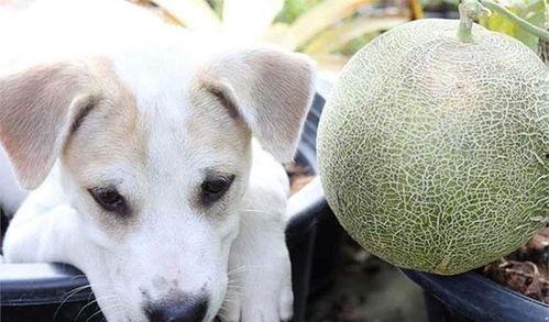 狗吃大哈密瓜会死吗视频