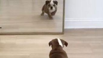 狗吃大哈密瓜会死吗视频