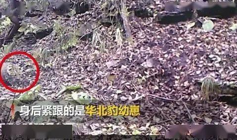 延安小楠楠吃瓜视频,揭秘娱乐圈幕后故事