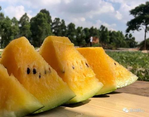 摘瓜了有吃瓜的吗视频,有吃瓜的吗？”视频引发热议，网友纷纷围观