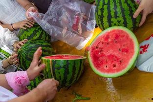 摘瓜了有吃瓜的吗视频,有吃瓜的吗？”视频引发热议，网友纷纷围观